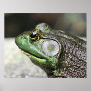 Bullfrog Indoces自然 ポスター