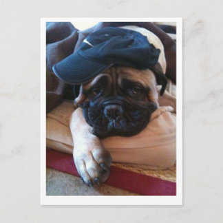 Bullmastiffパブロの郵便はがき2 ポストカード