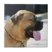 Bullmastiff犬 タイル (正面)