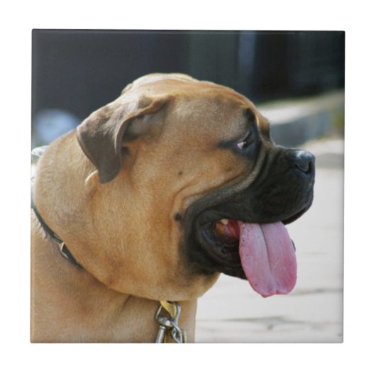 Bullmastiff犬 タイル (正面)