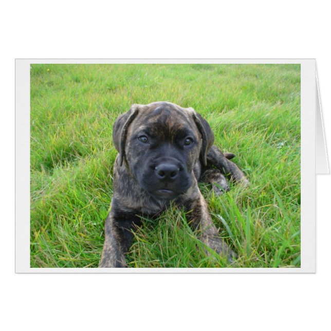 Bullmastiff_puppy 2.png (正面横)