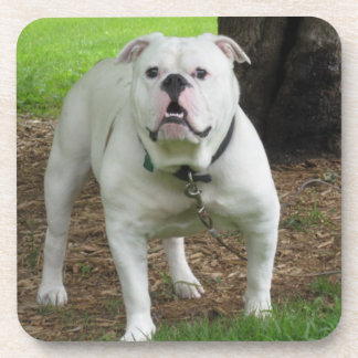 Bullodgのコースター コースター