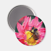Bumble Bee On Pink Daisy Flower Art  マグネット (正面/裏面)