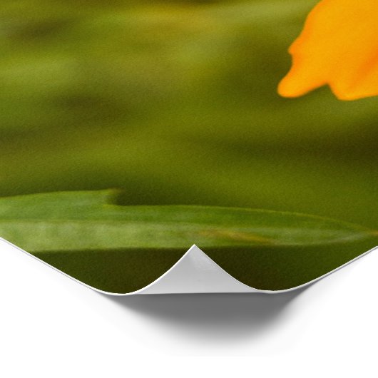 Bumblebee on a Sulfur Cosmos ポスター (角)