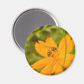 Bumblebee on a Sulfur Cosmos マグネット (正面/裏面)
