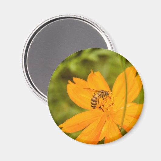 Bumblebee on a Sulfur Cosmos マグネット (正面/裏面)
