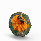 Bumblebees on Marigold Flower フォトブロック (右)