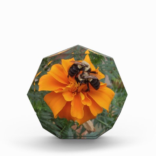 Bumblebees on Marigold Flower フォトブロック (正面)