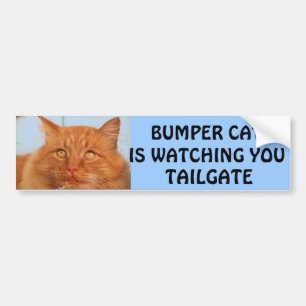 Bumper CatがTAILGATE 14を見ている バンパーステッカー