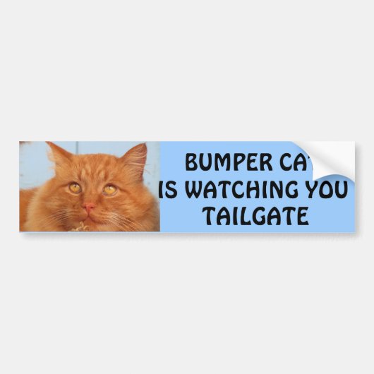 Bumper CatがTAILGATE 14を見ている バンパーステッカー (正面)