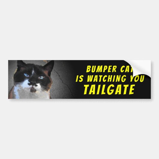 Bumper Cat is watching TAILGATE 46 バンパーステッカー (正面)