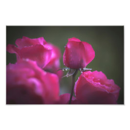 Bunch of Pink Roses (Landscape) フォトプリント
