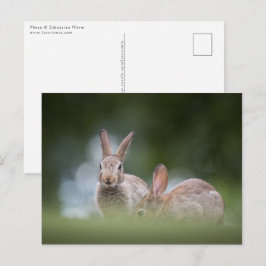 Bunnies Wildlife写真 ポストカード