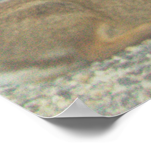 Bunny写真ポスター ポスター (角)