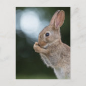 Bunny自然写真 ポストカード (正面)
