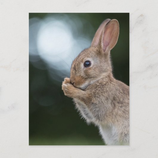 Bunny自然写真 ポストカード (正面)