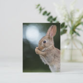 Bunny自然写真 ポストカード (スタンド正面)