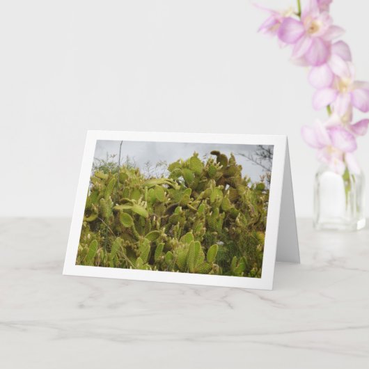 Bunny Ears Cactus、Opuntia Microdasys カード (蘭)