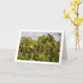 Bunny Ears Cactus、Opuntia Microdasys カード (黄色い花)