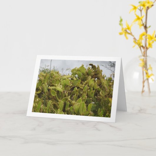 Bunny Ears Cactus、Opuntia Microdasys カード (黄色い花)