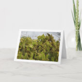 Bunny Ears Cactus、Opuntia Microdasys カード (正面)