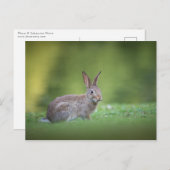 Bunny Rabbit自然写真 ポストカード (正面/裏面)