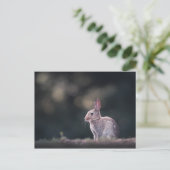 Bunny Rabbit自然写真 ポストカード (スタンド正面)