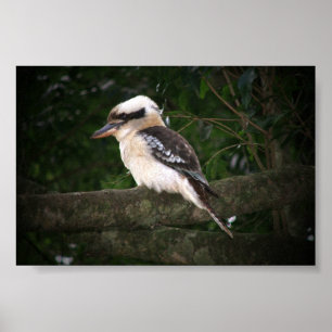 Bunya山Kookaburra ポスター