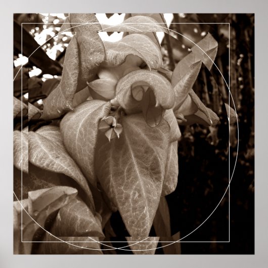 Buquê de folhas ポスター (正面)