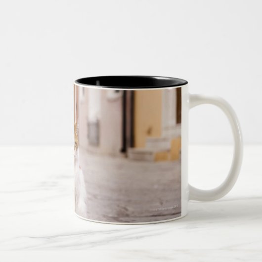 Burano、イタリアの通りの猫。  2006. ツートーンマグカップ (右)