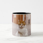 Burano、イタリアの通りの猫。  2006. ツートーンマグカップ (中央)