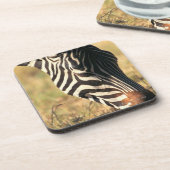 Burchellのシマウマ コースター (左側)