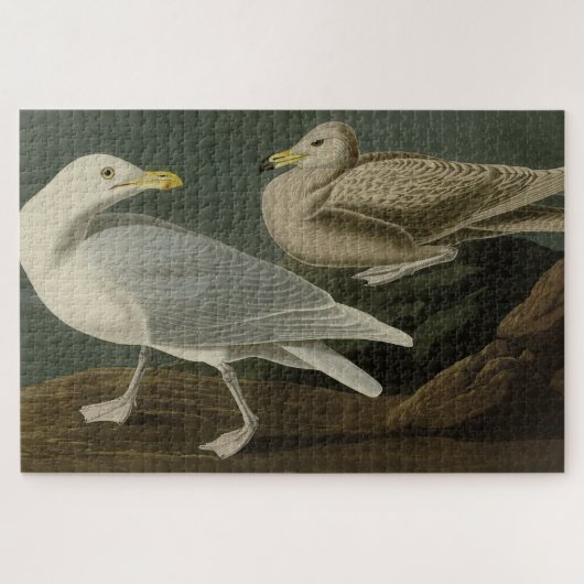 Burgomaster Gull - Audubon's Birds of Americaより ジグソーパズル (横)