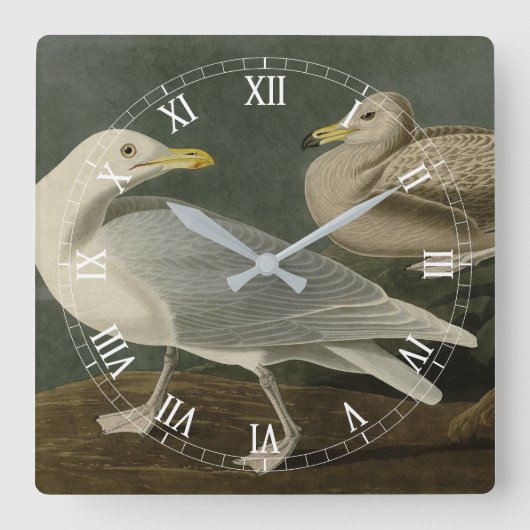 Burgomaster Gull - Audubon's Birds of Americaより スクエア壁時計 (正面)