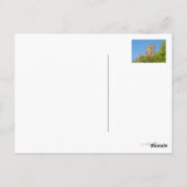Burgruine Drachenfels, Bonn, Deutschland Postkarte ポストカード (裏面)