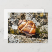 Burgundy snail  ポストカード (正面/裏面)