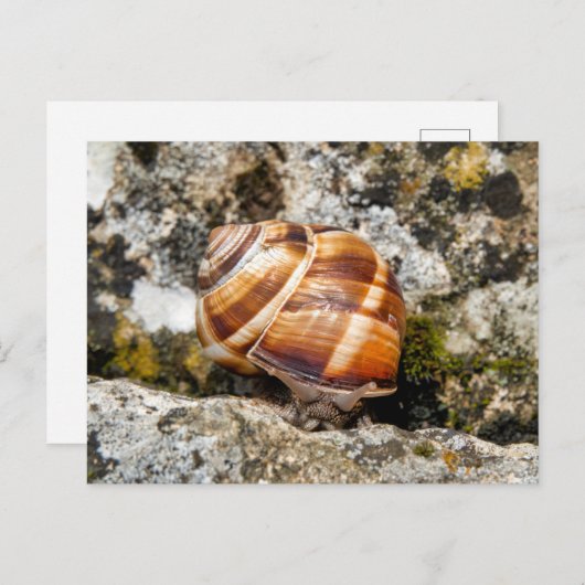 Burgundy snail  ポストカード (正面/裏面)
