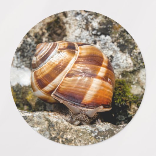 Burgundy snail  ラベル (デザイン1)