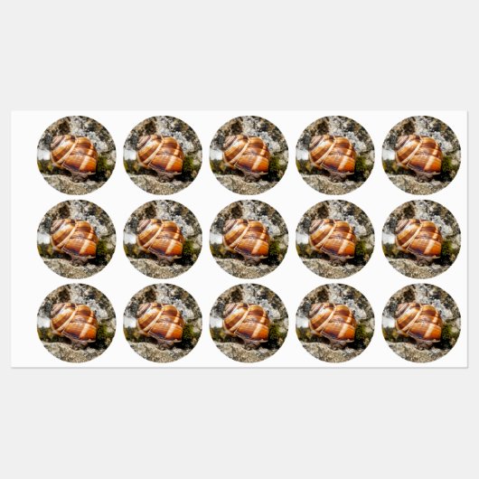Burgundy snail  ラベル (シート)