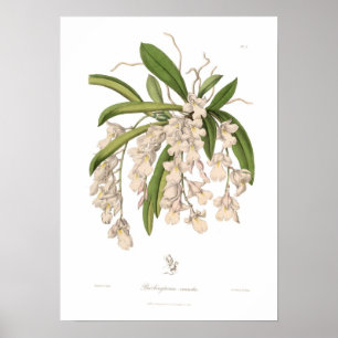 Burlingtonia venustaの複数形 ポスター