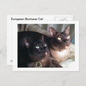 BurmeseDuo_18 ポストカード (正面/裏面)