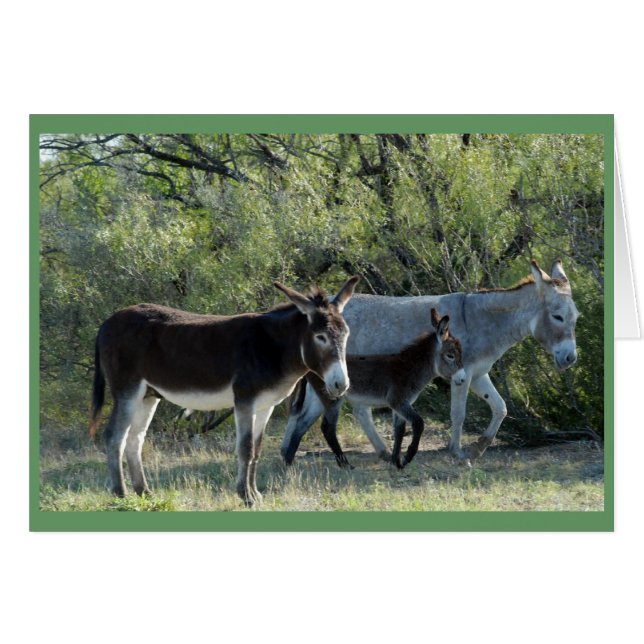 "Burro家族" (正面横)