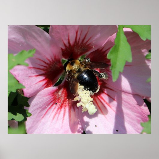 Busy Be Collection Pollen in a Hibiscus ポスター (正面)