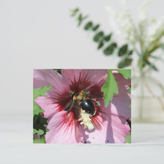 Busy Be Collection Pollen in a Hibiscus ポストカード (スタンド正面)