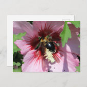 Busy Be Collection Pollen in a Hibiscus  ポストカード (正面/裏面)