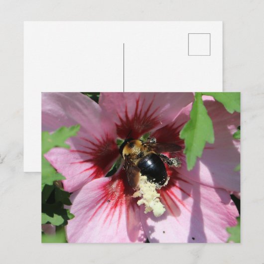 Busy Be Collection Pollen in a Hibiscus ポストカード (正面/裏面)