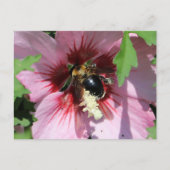 Busy Be Collection Pollen in a Hibiscus ポストカード (正面)