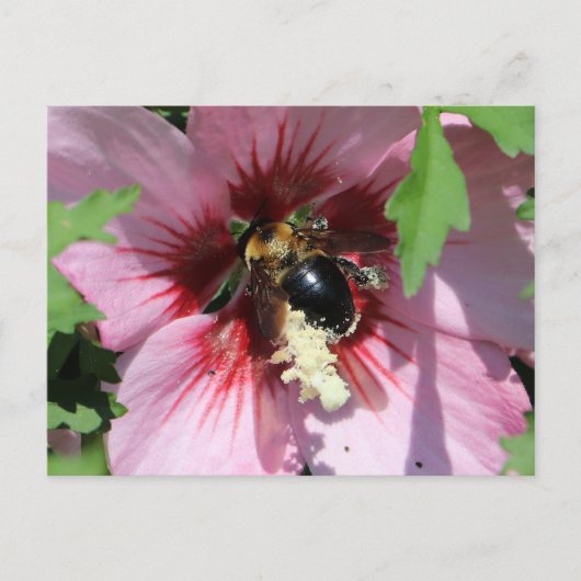 Busy Be Collection Pollen in a Hibiscus  ポストカード (正面)
