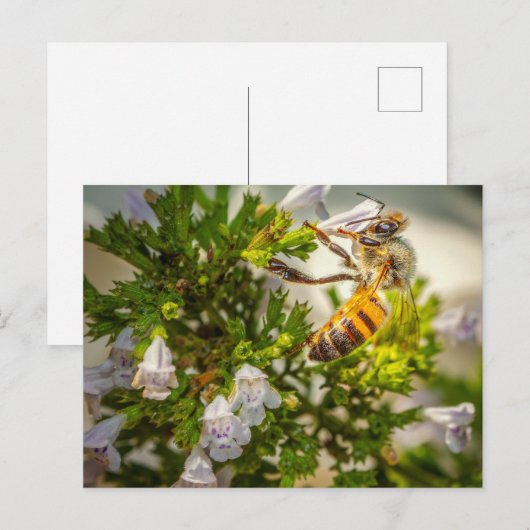 Busy Bee working hard ポストカード (正面/裏面)