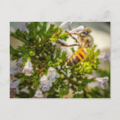 Busy Bee working hard ポストカード (正面)